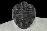 Adrisiops Weugi Trilobite - Recently Described Phacopid #137919-6